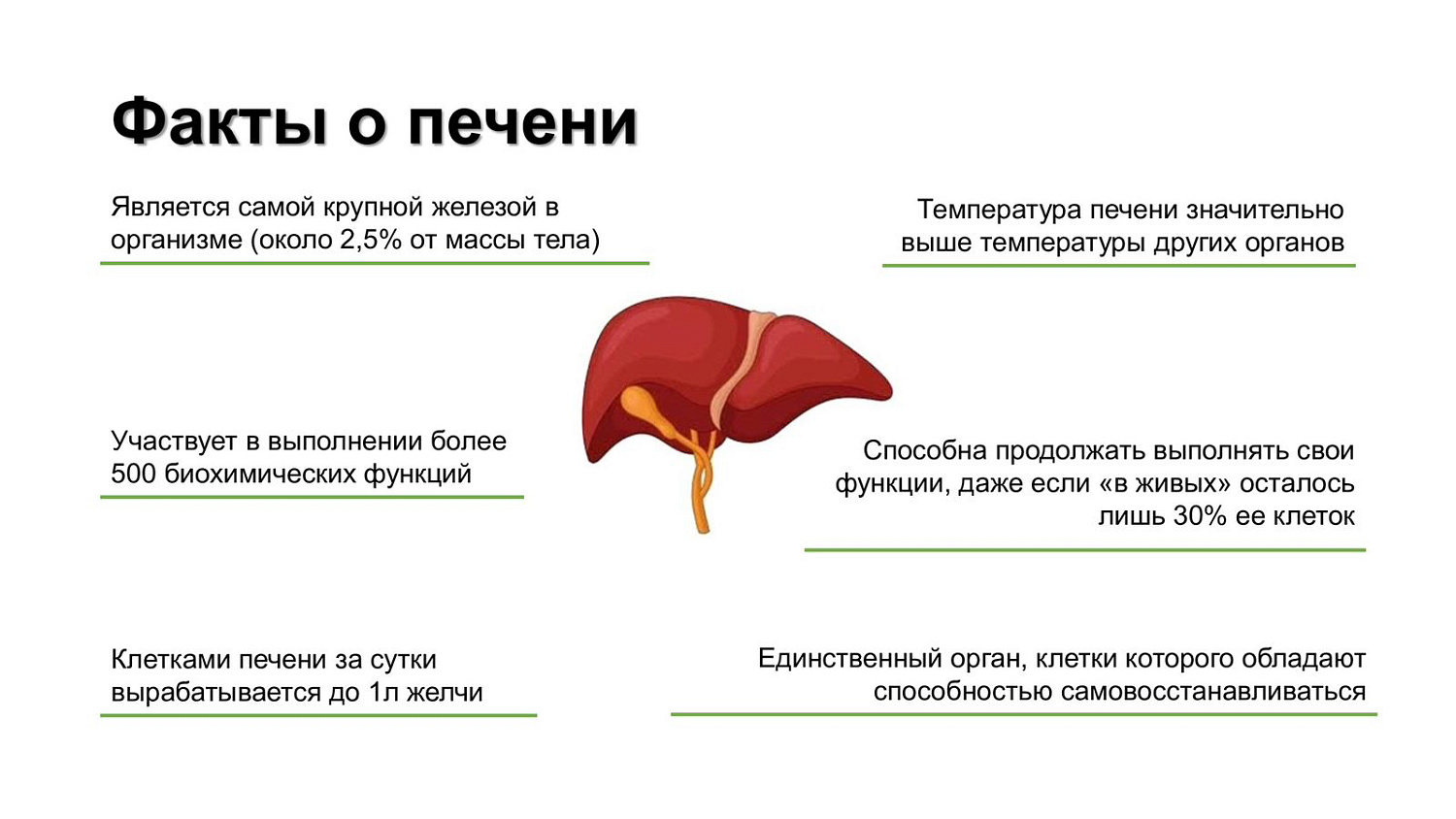 Неделя профилактики заболеваний печени (в честь Международного дня борьбы с  гепатитом 28 июля) с 22 – 28 июля 2024 года | 22.07.2024 | Курган -  БезФормата